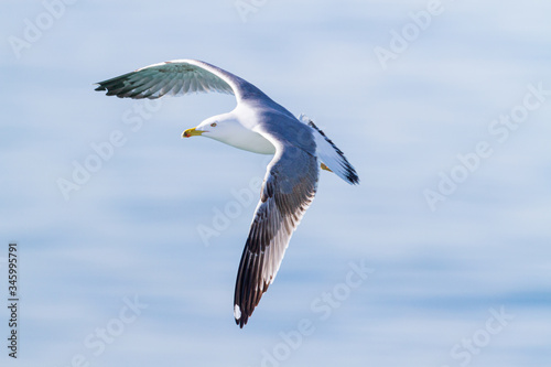 Yellow-legged Gull flying over the medtierranean sea