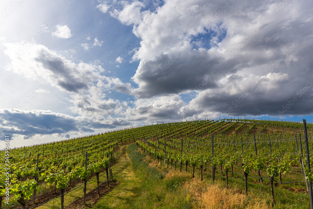 Kaiserstuhl Germany Vineyards