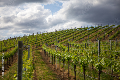 Kaiserstuhl Germany Vineyards