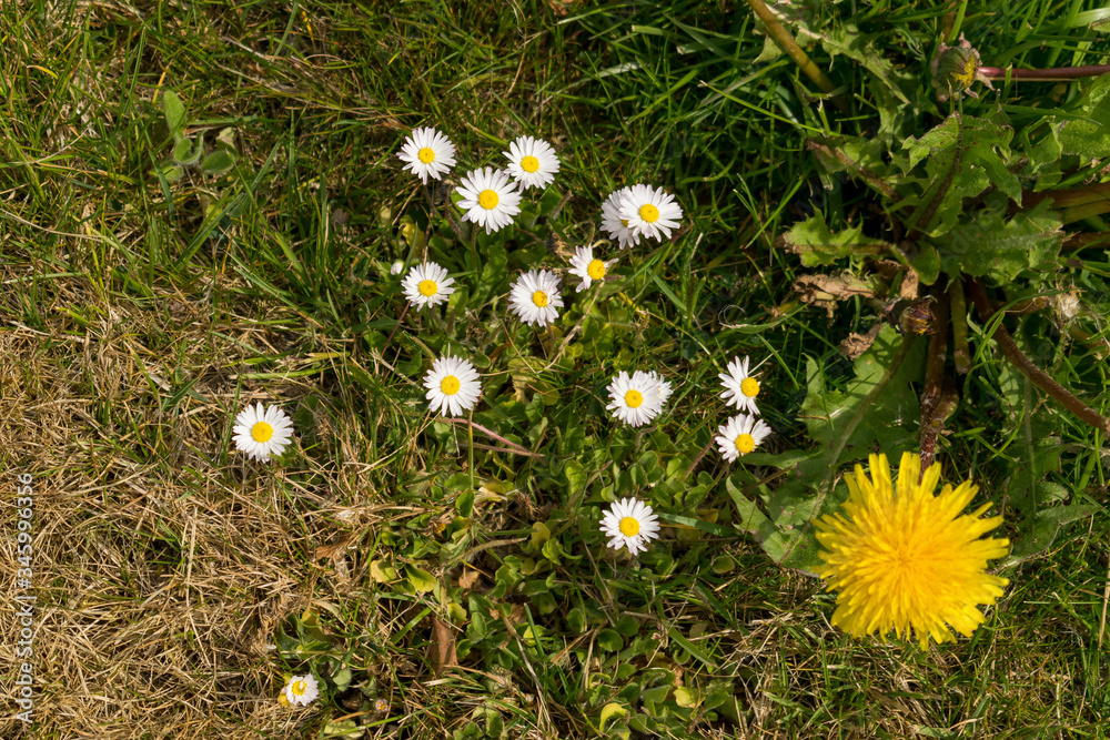 Das Gänseblümchen steht in der Symbolik für Beständigkeit
