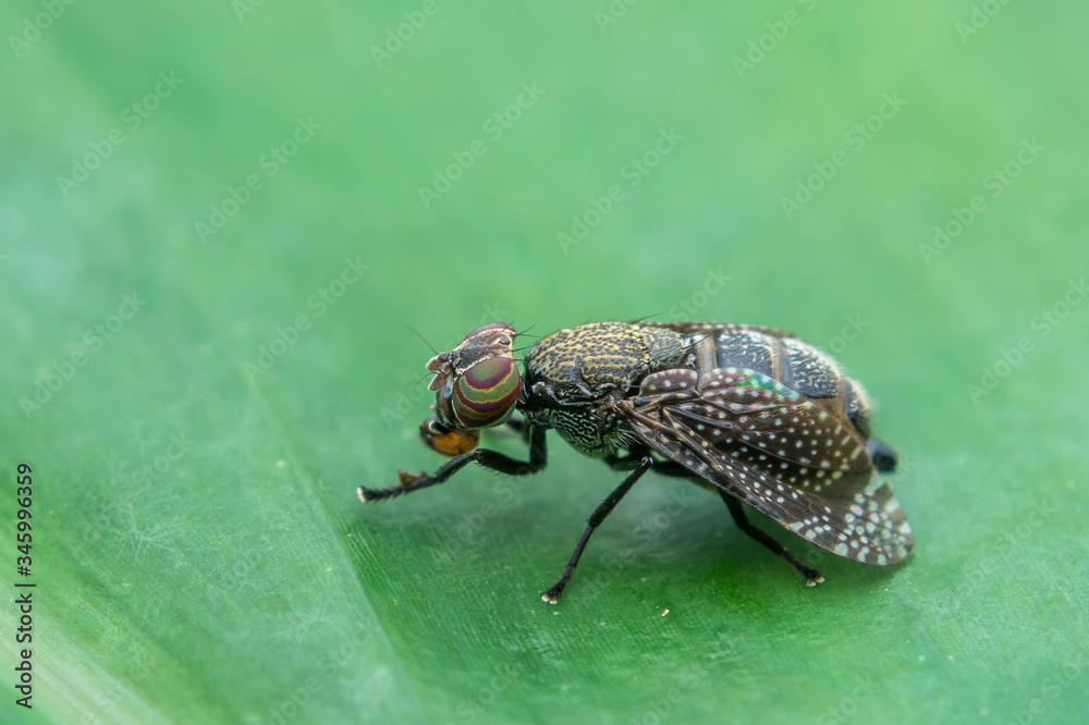 one lovely Horse Flies (Tabanidae) on green leaves one lovely Horse Flies (Tabanidae) on green leaves