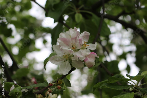 Fototapeta Naklejka Na Ścianę i Meble -  Delicate white flowers bloomed on an apple tree in spring. 