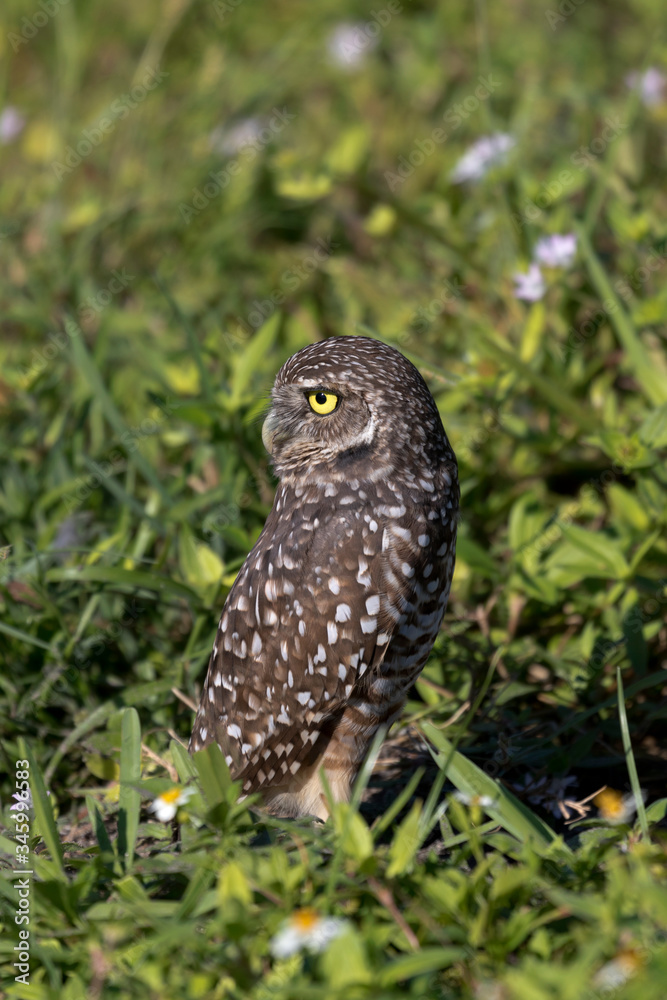 Burrowing owl swivels head over its back Burrowing owl swivels head over its back