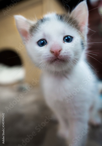 kleine Katzen mit großen Augen