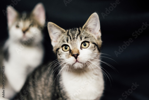 kleine Katzen mit gro  en Augen