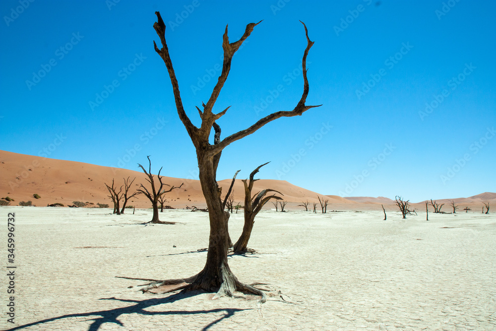 Salvadore Dali in deadvlei