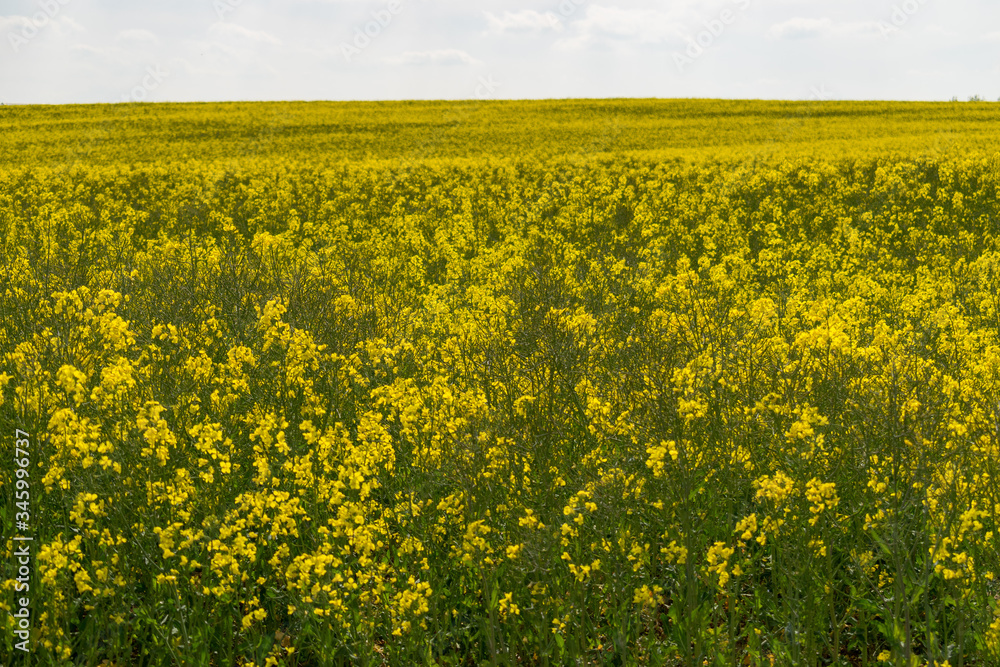Obraz premium Das Rapsfeld mit seinen gelben Blüten reicht bis zum Horizont.