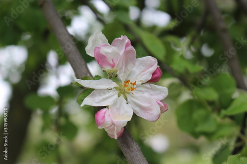 Delicate pink flowers bloomed on an apple tree in spring. © Yuliya