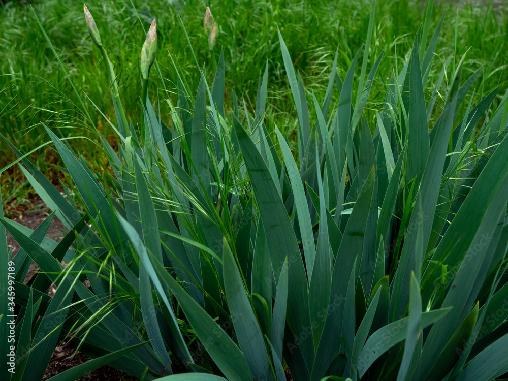 Fototapeta premium Spring weather leaves and flowers open. Green texture of natural flora