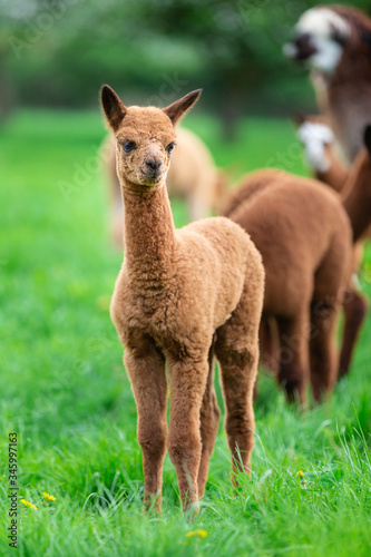 Young Alpaca in a herd, a South American mammal