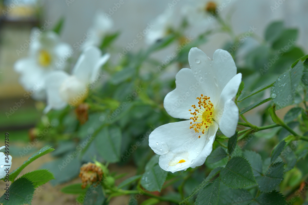 blooming white wild rose after rain closeup blooming white wild rose after rain closeup