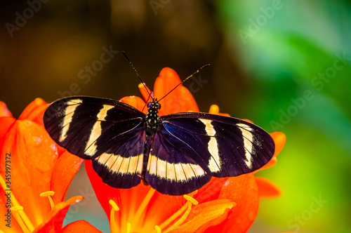 hewitson's longwing butterfly in macro closeup, tropical insect specie from Costa Rica, America