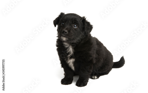 black puppy isolated