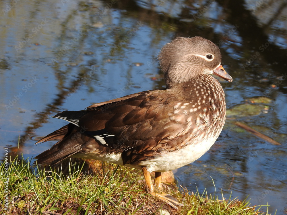 Fototapeta premium Mandarin duck (doe)