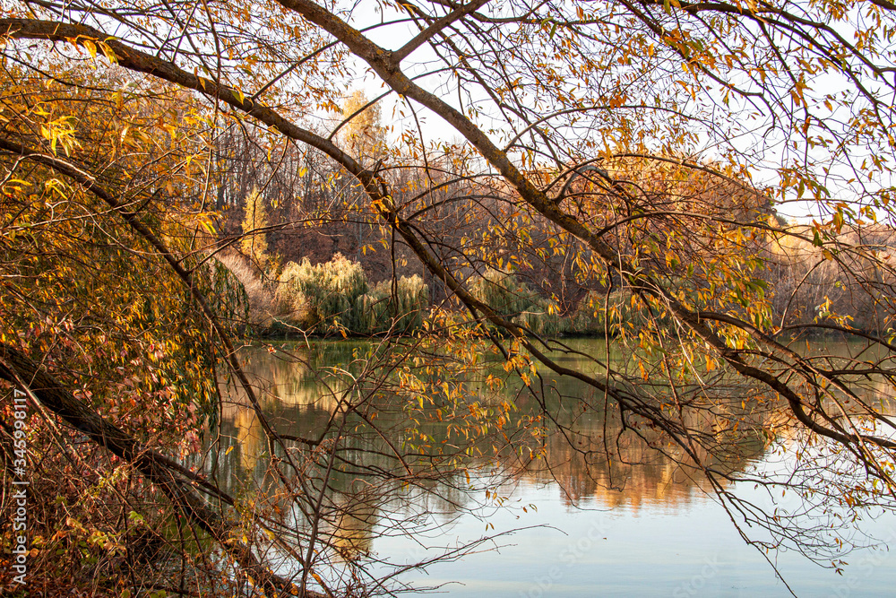 Obraz premium autumn trees in the park