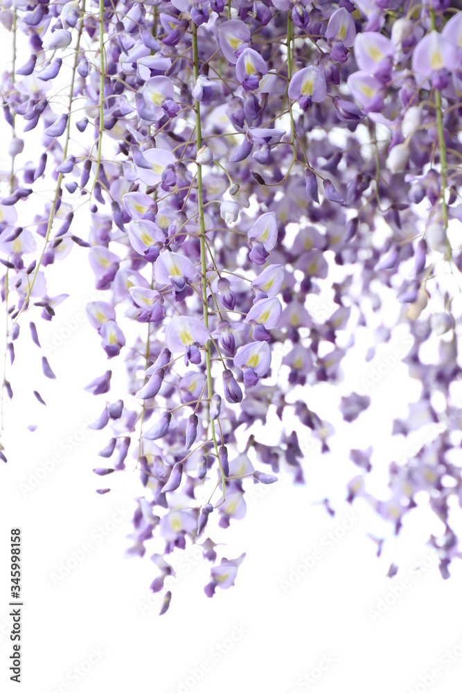 Naklejka premium rotang