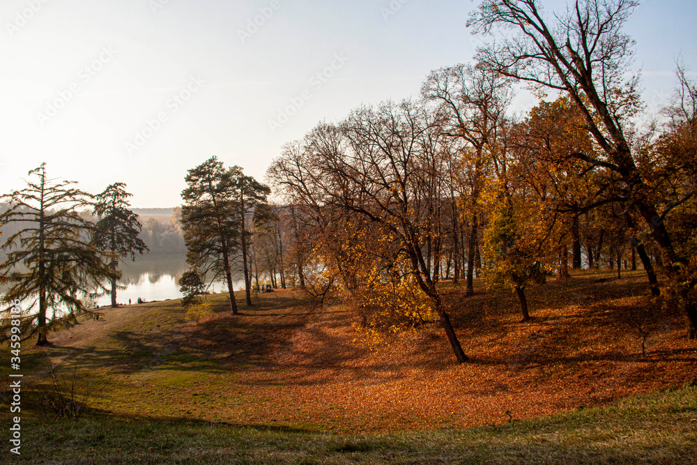 Fototapeta premium autumn landscape with trees