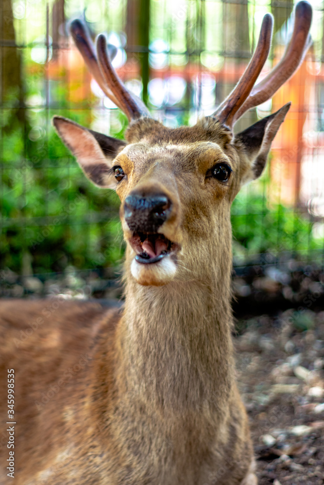 Fototapeta premium Deer in the wild in the public park of Nara
