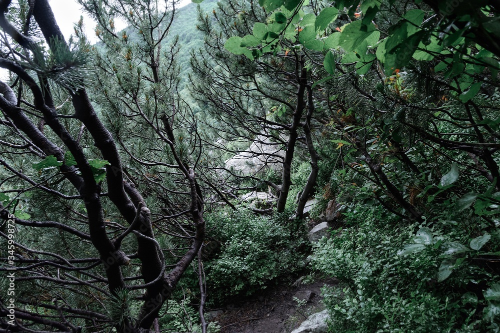 Obraz premium forest in the morning