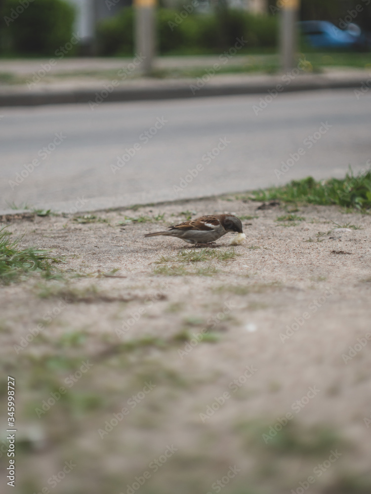 Fototapeta premium sparrow eat a small piece of bread
