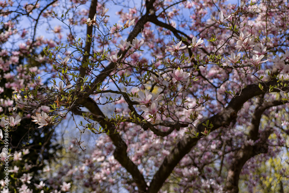 magnolia flowers close up in early spring in sunny weather magnolia flowers close up in early spring in sunny weather