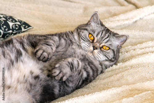 Grey Scottish cat stretching paws on bed