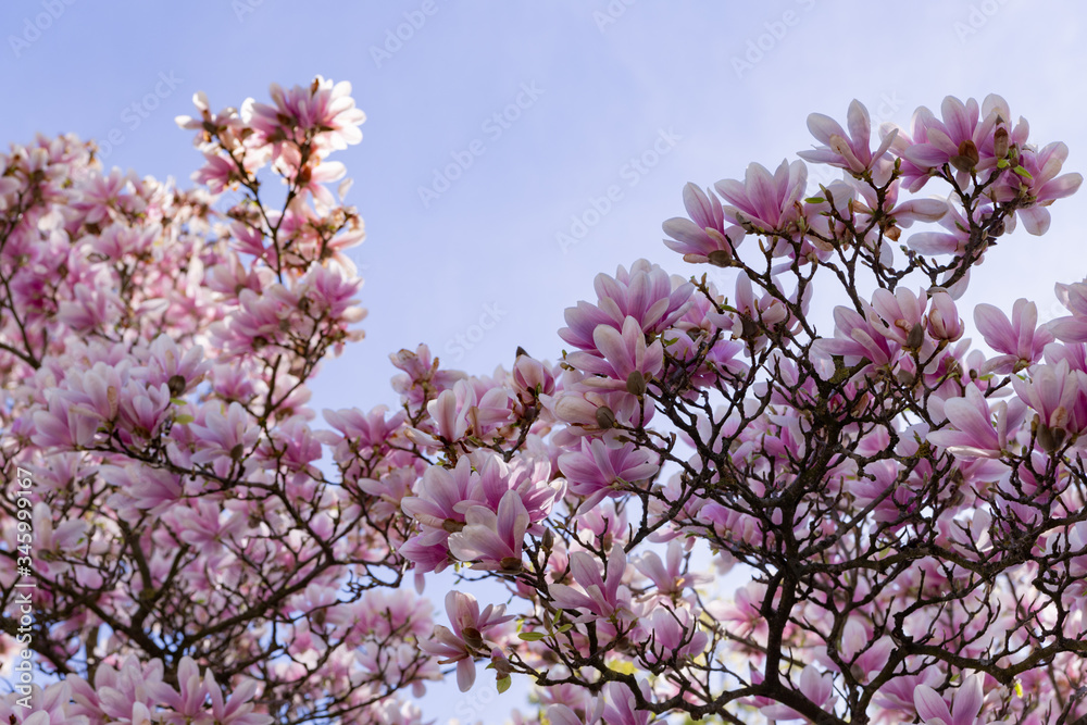 magnolia flowers close up in early spring in sunny weather magnolia flowers close up in early spring in sunny weather