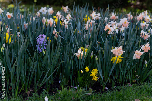 beautiful multicolored daffodils among other flowers on flower beds in the park