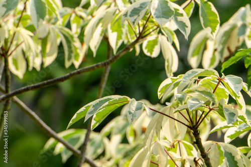 Bombax ceiba tree with green-yellow leaves
