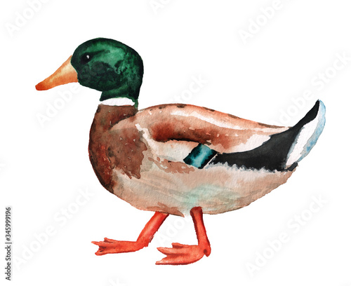 Male wild duck watercolor