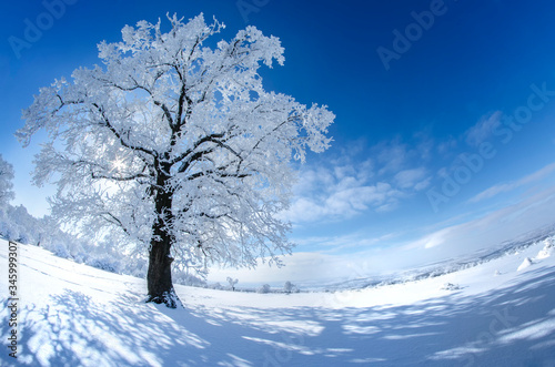 Tree covered in snow and frost on a beautiful sunny winter day with clear blue sky and scattered clouds photo