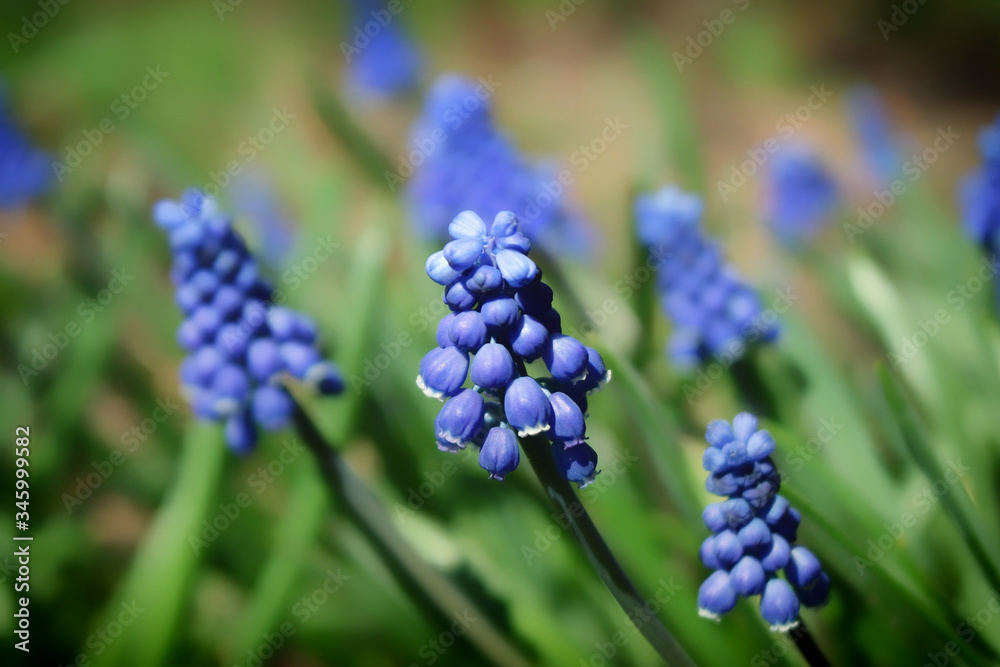 Muscari flowers close - up, background. Blue spring flowers Muscari flowers close - up, background. Blue spring flowers