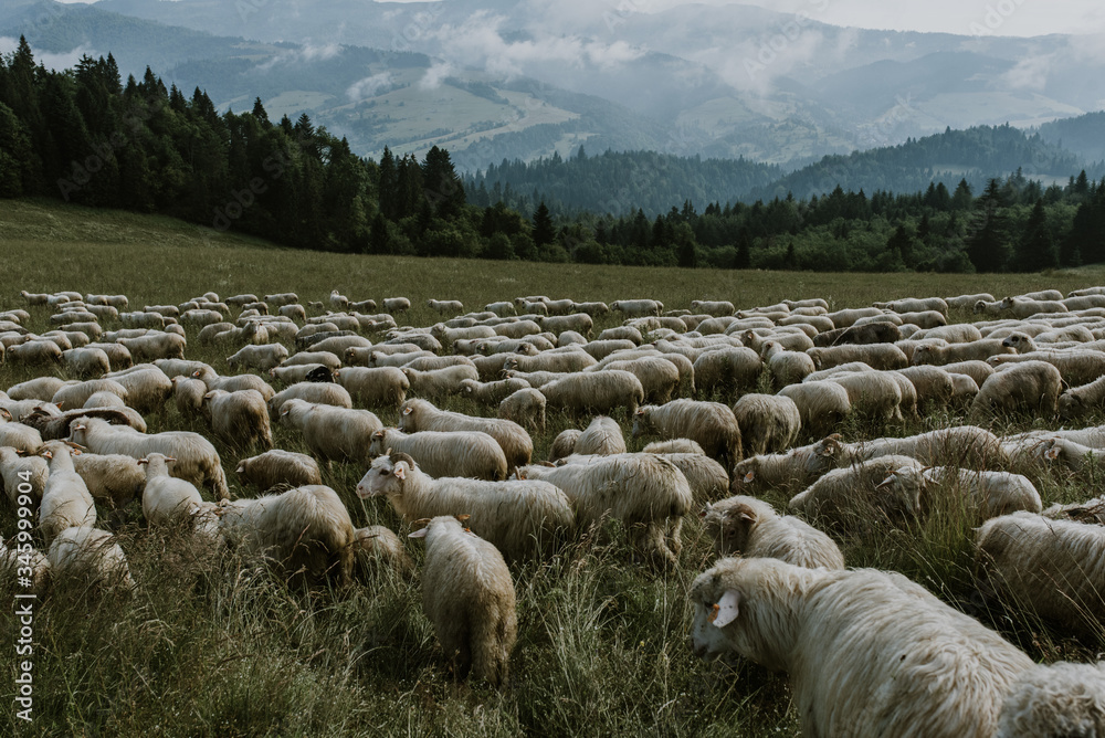 Fototapeta premium Flock of sheep, Mountain view in the background