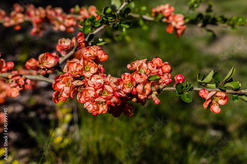 fragment of a quince tree with blooming pink flowers in the rays of the spring sun