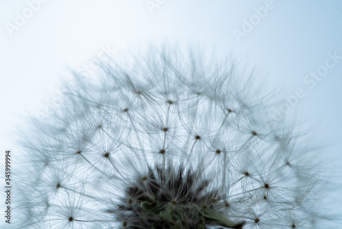 Dandelion macro detail, symbol of spring
