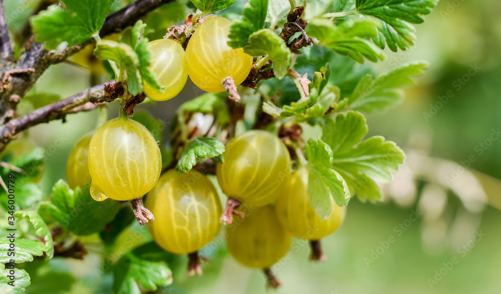 Fresh gooseberry on the bush. Bio product. Healthy lifestyle. Fresh gooseberry on the bush. Bio product. Healthy lifestyle.
