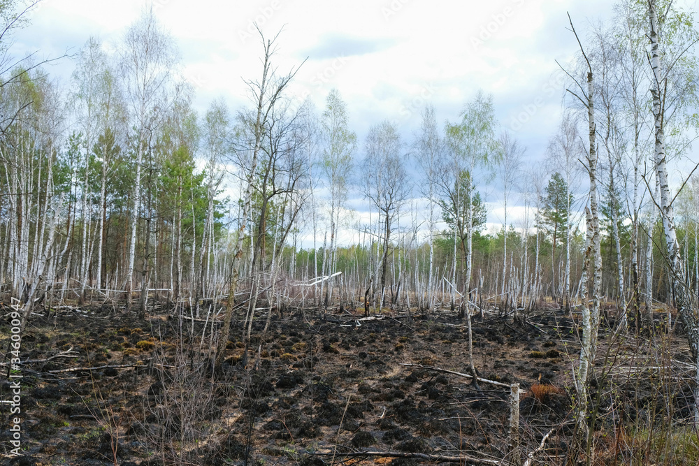 Forest after a fire in Ukraine. Young birches are destroyed by fire. Gloomy sky. Environmental disaster. Copy space. Forest after a fire in Ukraine. Young birches are destroyed by fire. Gloomy sky. Environmental disaster. Copy space.