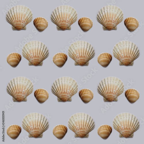 Seashell pattern. Texture with shells on a gray background.