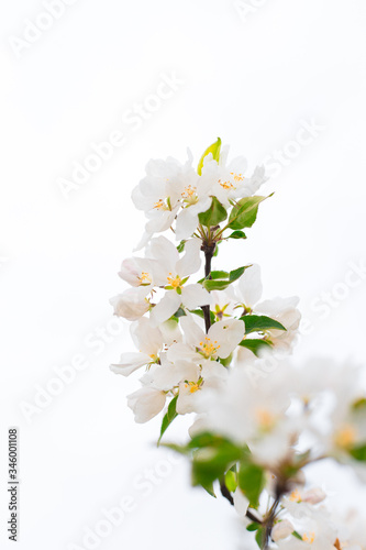 Blooming apple tree branches on white background. Close up for white apple flower buds on a branch. Springtime concept