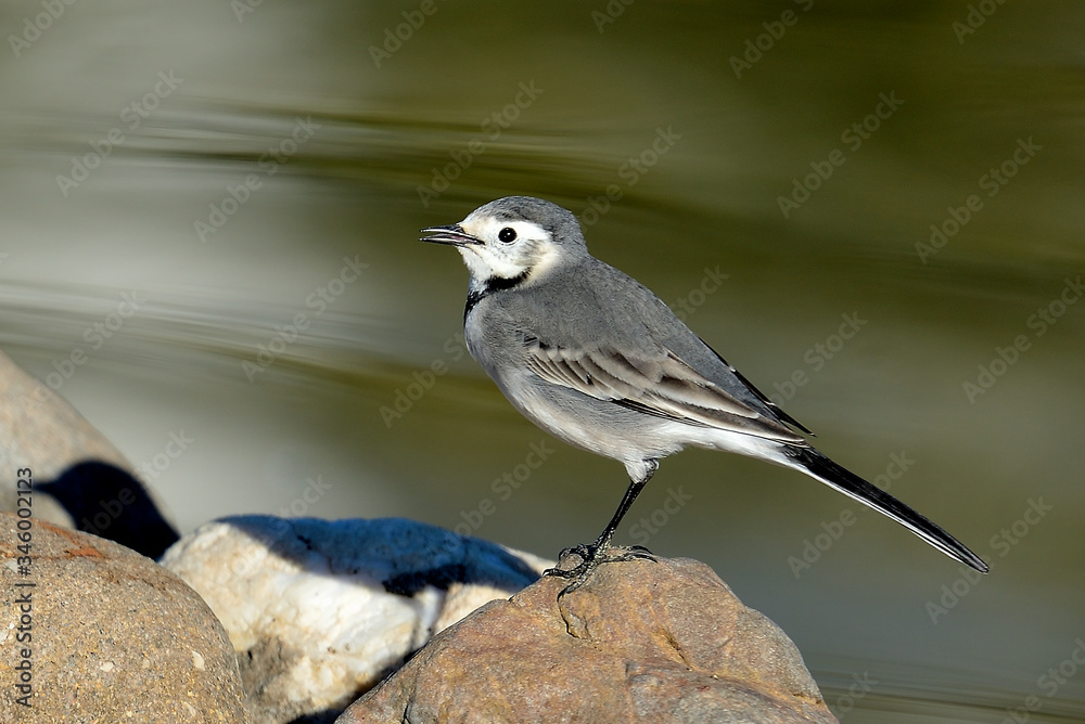lavandera blanca en el estanque del parque (motacilla alba) Marbella Andalucía España lavandera blanca en el estanque del parque (motacilla alba) Marbella Andalucía España