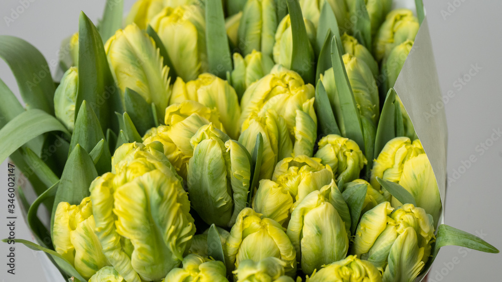 Beautiful fresh green-yellow parrot tulips close-up macro shot. Floral concept. Beautiful fresh green-yellow parrot tulips close-up macro shot. Floral concept.