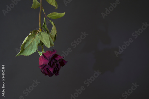 A dry burgundy rose is suspended upside down and casts a shadow on a dark background. The shadow of a faded rose. Withered rose. Dark background.