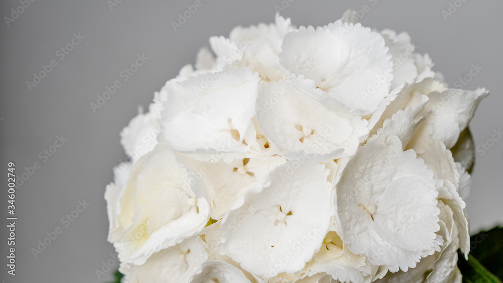 Beautiful white hortensia hydrangea close-up macro shot. Isolated flower. Beautiful white hortensia hydrangea close-up macro shot. Isolated flower.