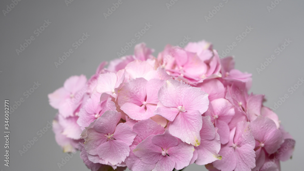 Beautiful pink hortensia hydrangea close-up macro shot. Isolated flower. Beautiful pink hortensia hydrangea close-up macro shot. Isolated flower.