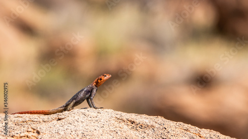 Red headed rock agama photo