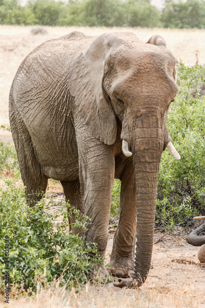Fototapeta premium desert elephant