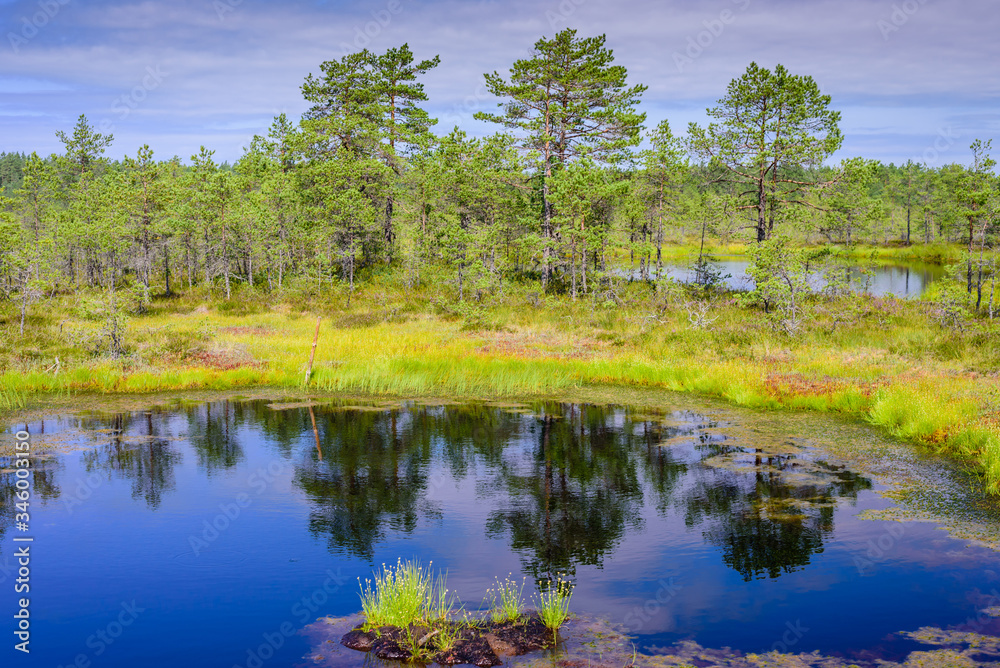 Viru bog (Viru Raba) in Lahemaa national Park, a popular natural attraction in Estonia, a tourist ecological trail. Picturesque landscape with swamp and forest