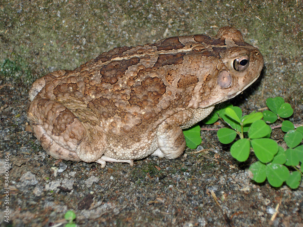Obraz premium A toad of genus Sclerophrys near Corubal river, Guinea-Bissau.
