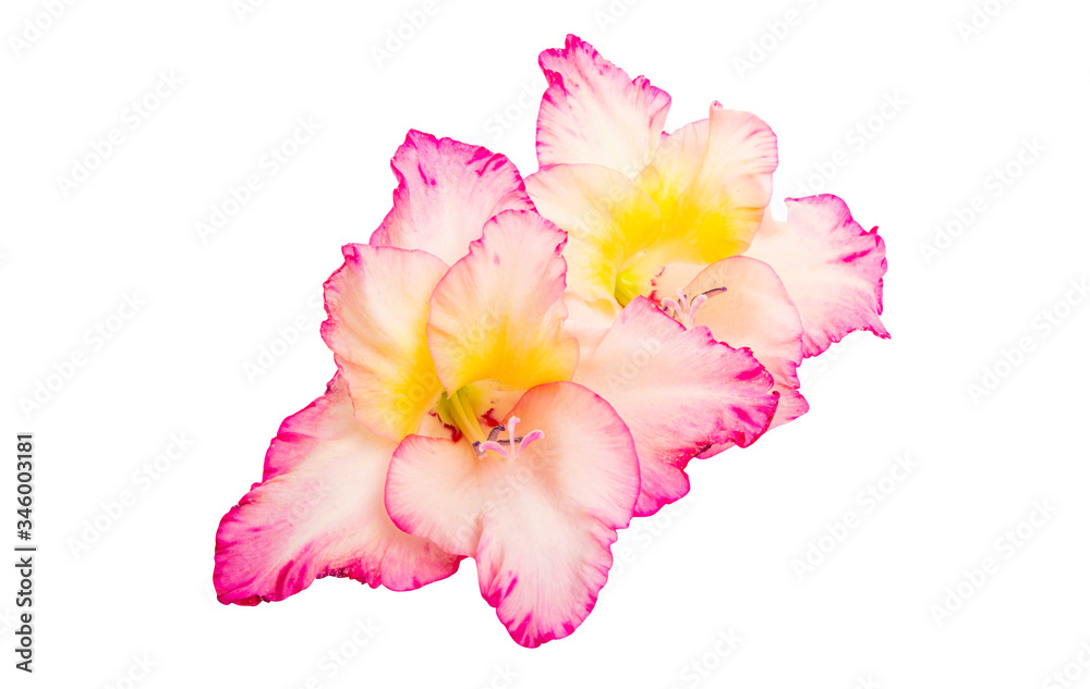 Naklejka premium gladiolus flower isolated