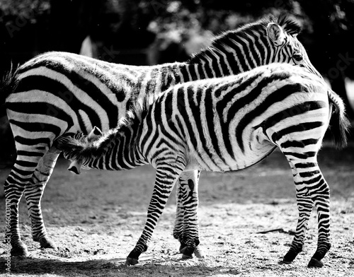 Zebry. Zebras.